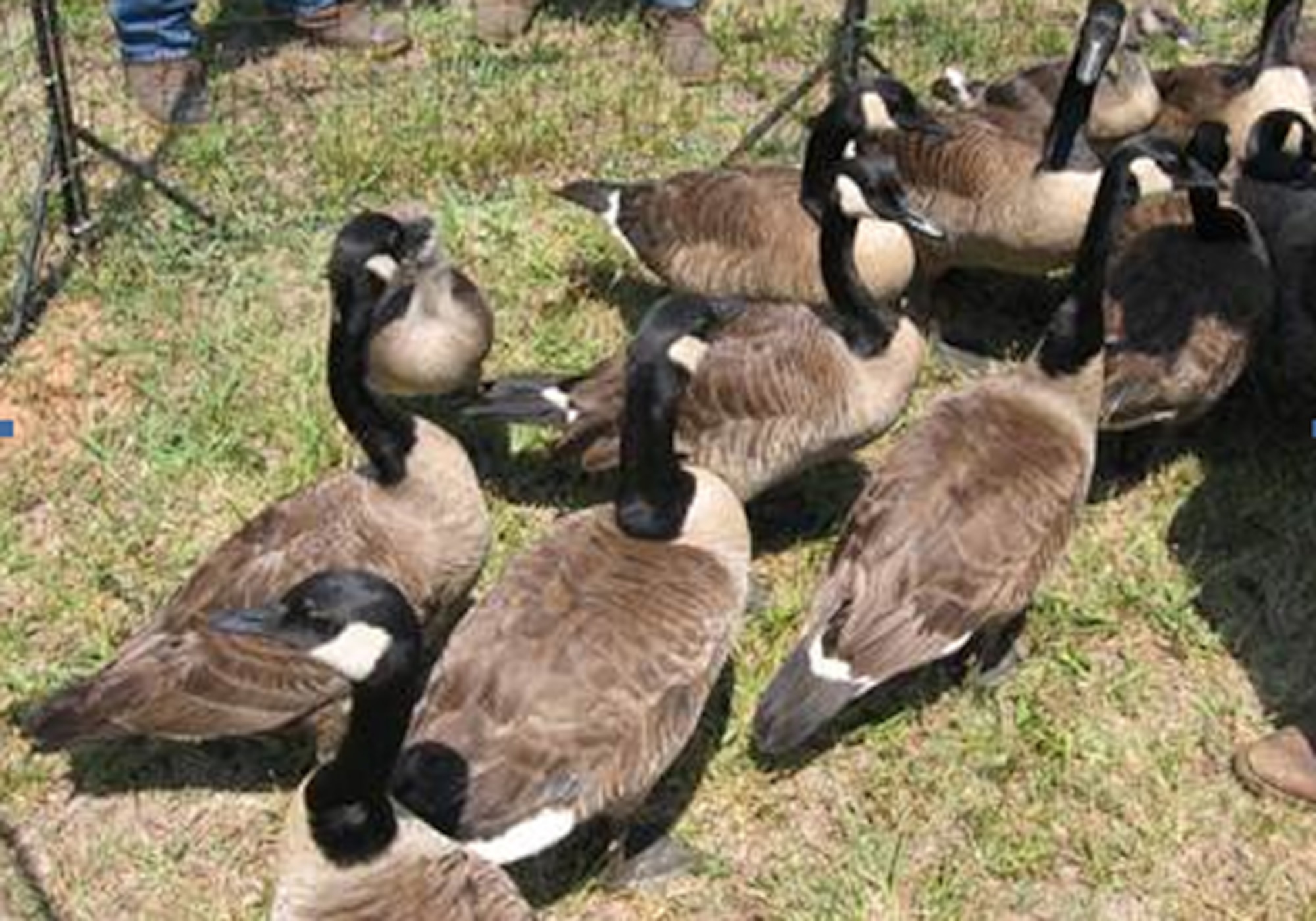 A population of Canada geese has recently migrated to Dobbins Air Reserve Base. Wing safety advises members to keep clear of the geese. They are very territorial and protective of their goslings, and they will attack. “Do not feed the geese,” Koelln said. “And do not attempt to scare them off. You may inadvertently scare them into the flight path of landing and departing aircraft.” (Courtesy photo)