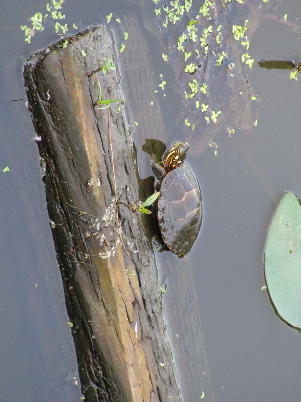 The Army Corps of Engineers completed the Grover's Mill Pond Ecosystem Restoration through a combination of sediment removal from the existing pond bottom, physical habitat improvements, and state re-stocking efforts. Fish habitat structures and turtle basking structures were placed into the pond to further enhance wildlife habitat.