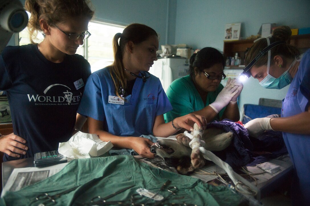 Samoan and World Vets veterinarians spay a Samoan citizen’s dog during a veterinary civil project as part of Pacific Partnership 2013 in Apia, Samoa, June 5, 2013.