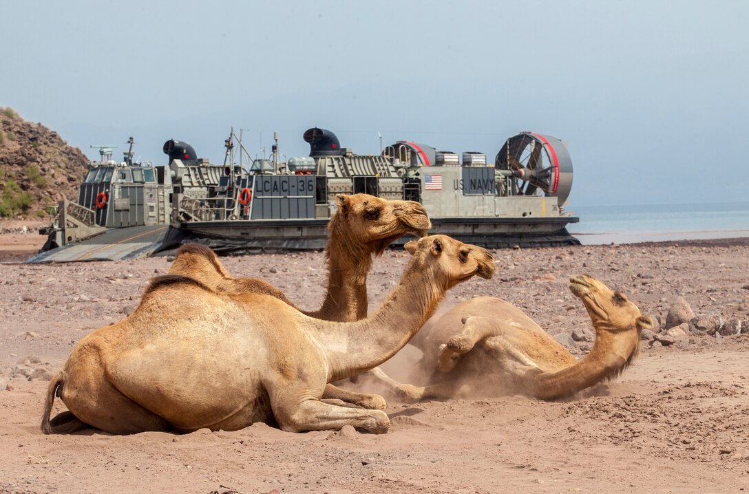 Camels rest in the sun as a landing craft, air cushion vessel assigned to the USS Kearsarge (LHD 3), transports light armored vehicles and Humvees assigned to the 26th Marine Expeditionary Unit (MEU), to Arta Beach in Djibouti, Africa, May 27, 2013. The 26th MEU is a Marine Air-Ground Task Force forward-deployed to the U.S. 5th Fleet area of responsibility aboard the Kearsarge Amphibious Ready Group serving as a sea-based, expeditionary crisis response force capable of conducting amphibious operations across the full range of military operations.(U.S. Marine Corps photo by Sgt. Christopher Q. Stone, 26th MEU Combat Camera/Released)