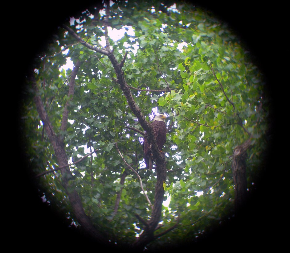 A bald eagle as it appears through a spotting scope. Ray Marinan, a natural resource specialist with the St. Paul District monitors for any signs of disturbance to eagles as a result of reforestation activities in the area.