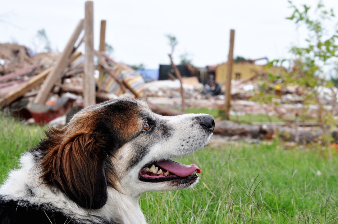 June 8, “Twister” the dog found wandering among the rubble by Public Affairs Intern Kim Goff and Airmen 1st Class Jelani Gibson, rests after being given food and water, the rubble of what had once been sturdy homes behind him showing the trials he must have faced. Between 75 and 100 horses were killed when the May 20 EF-5 (Enhanced Fujita Scale) tornado directly hit the Orr Family Farm. (U.S. Air Force photo/Kimberly Goff /Released)