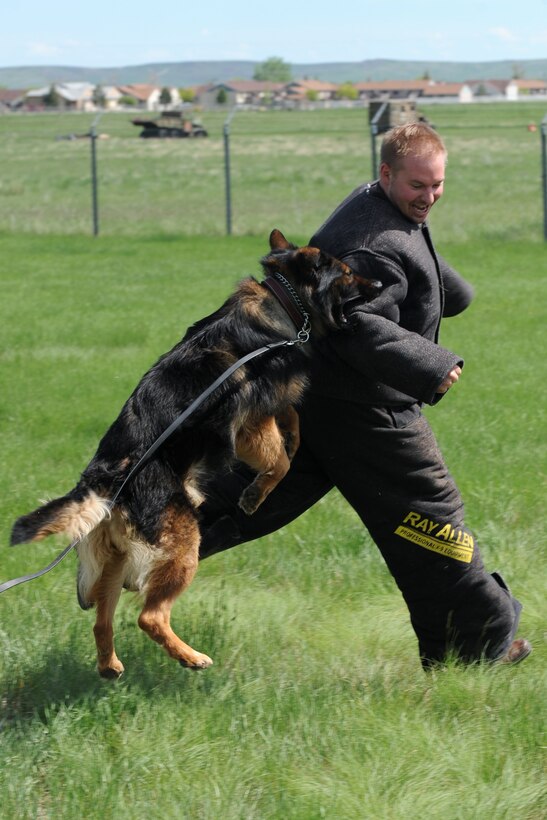 Anthony Demaro, 28th Operations Group honorary commander, learns firsthand the precision tactics employed by the 28th Security Forces Squadron Military Working Dog teams during an honorary commander tour on Ellsworth Air Force Base, S.D., June 7, 2013. The 28th BW Honorary Commanders program, similar to other civic outreach programs conducted around the Air Force, is designed to foster positive relationships between Air Force leaders and their neighbors throughout the Black Hills region. (U.S. Air Force photo by Master Sgt. John Barton/Released)
