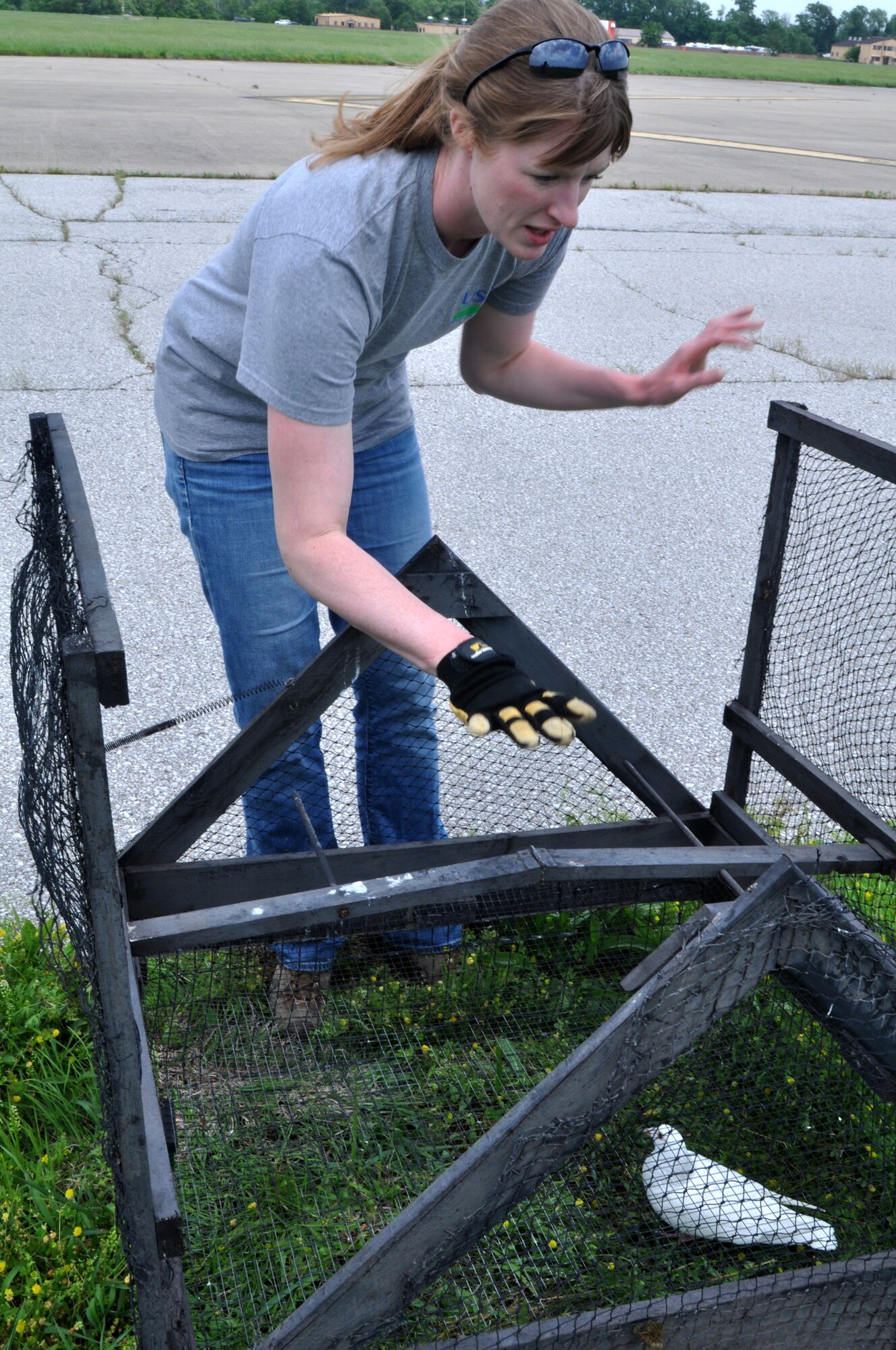 Erica McDonald, United States Department of Agriculture wildlife biologist, sets up a trap to catch red-tail hawks on the runway June May 30 at Scott Air Force Base, Ill. The traps, which cause no harm to both the hawks and pigeons, are designed to catch the birds to be release back into a safe habitat. McDonald is part of the Scott AFB Bird/Wildlife Aircraft Strike Hazard Program, which aims to reduce the number of aircraft strike incidents while also preserving wildlife.  (U.S. Air Force photo/Staff Sgt. Maria Bowman)