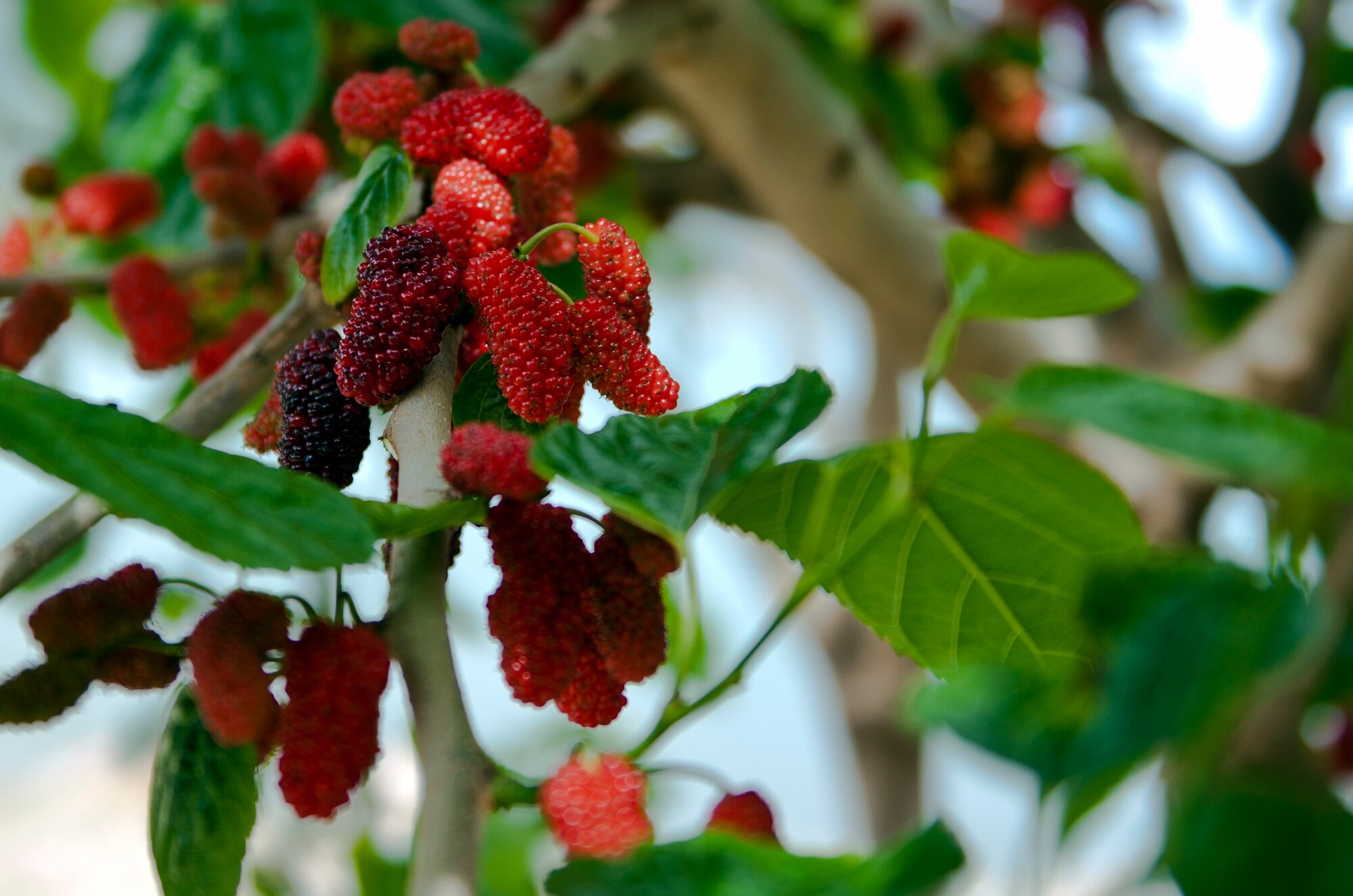 White, green, red or pale yellow when immature, mulberries look like they’re made of lots of little beads clustered together and turns purple or black when ready to eat. If fruits are up high, ask for help from an adult. (U.S. Air Force photo/Senior Airman Daniel Phelps/Released)