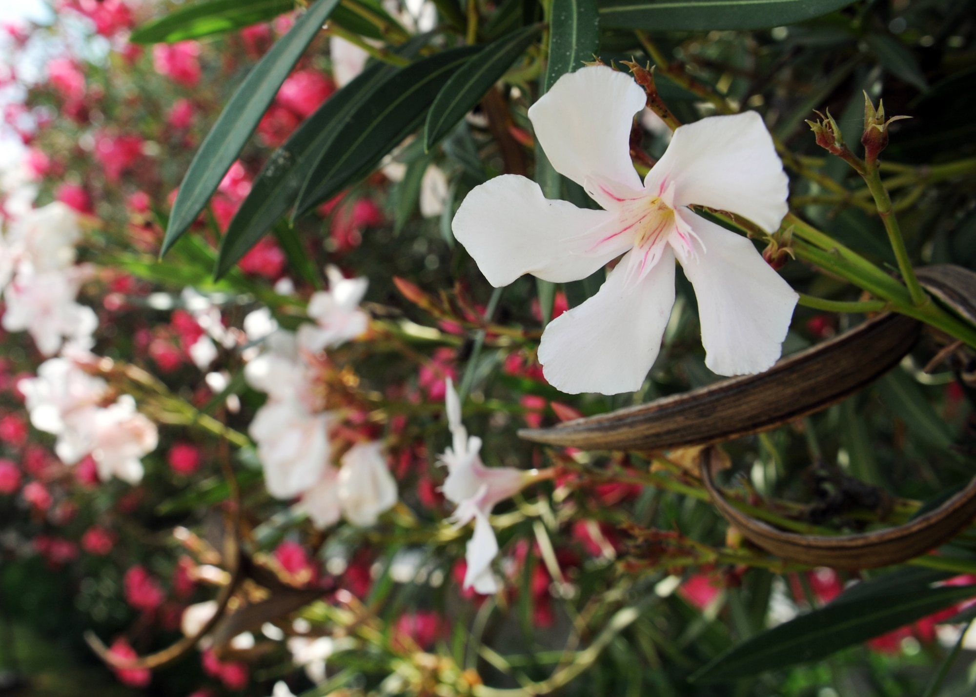 Pretty, but poisonous! There’s no fruit, but all parts of this evergreen tree are poisonous. It is easily recognized by its long and skinny leaves, as well as white, pink and red flowers. Do not use as cooking sticks or even firewood! (U.S. Air Force photo/Senior Airman Chase Hedrick/Released)
