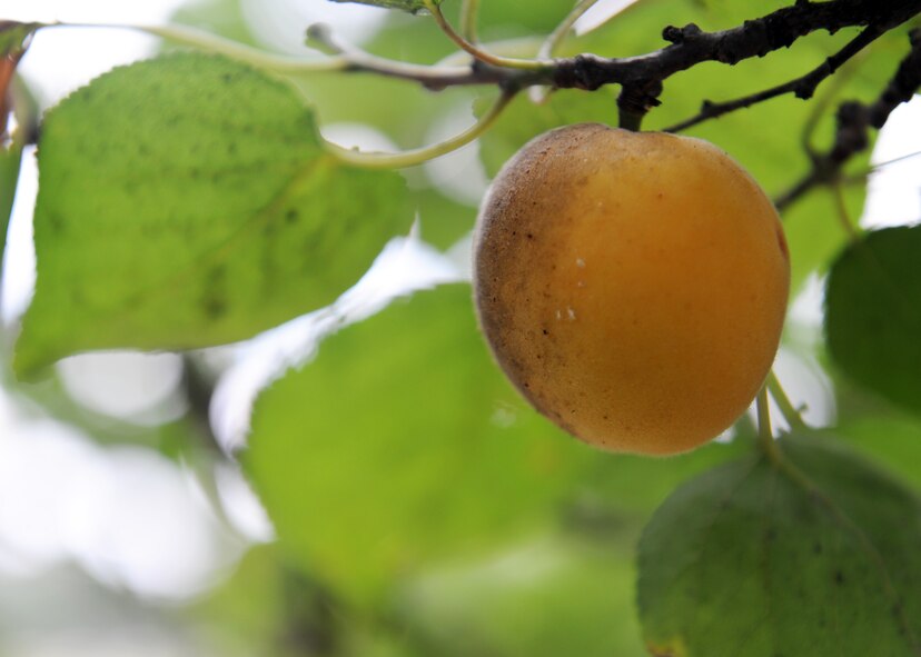 Apricots are a common fruit that look like a small peach. This round fruit has a smooth or velvety outside. If you find it on the ground, leave it for animals to eat. (U.S. Air Force photo/Senior Airman Chase Hedrick/Released)
