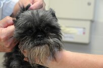 Oscar,  an Affenpinscher  purebred, undergoes an examination from Dr. Richard Avery, 902nd Force Support Squadron veterinarian at the Joint Base San Antonio-Randolph Veterinary Treatment Facility June 12, 2013.  (U.S. Air Force photo by A1C Alexandria E. Slade/ Released)  