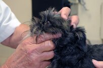 Oscar,  an Affenpinscher  purebred, undergoes an examination from Dr. Richard Avery, 902nd Force Support Squadron veterinarian at the Joint Base San Antonio-Randolph Veterinary Treatment Facility June 12, 2013.  (U.S. Air Force photo by A1C Alexandria E. Slade/ Released)  