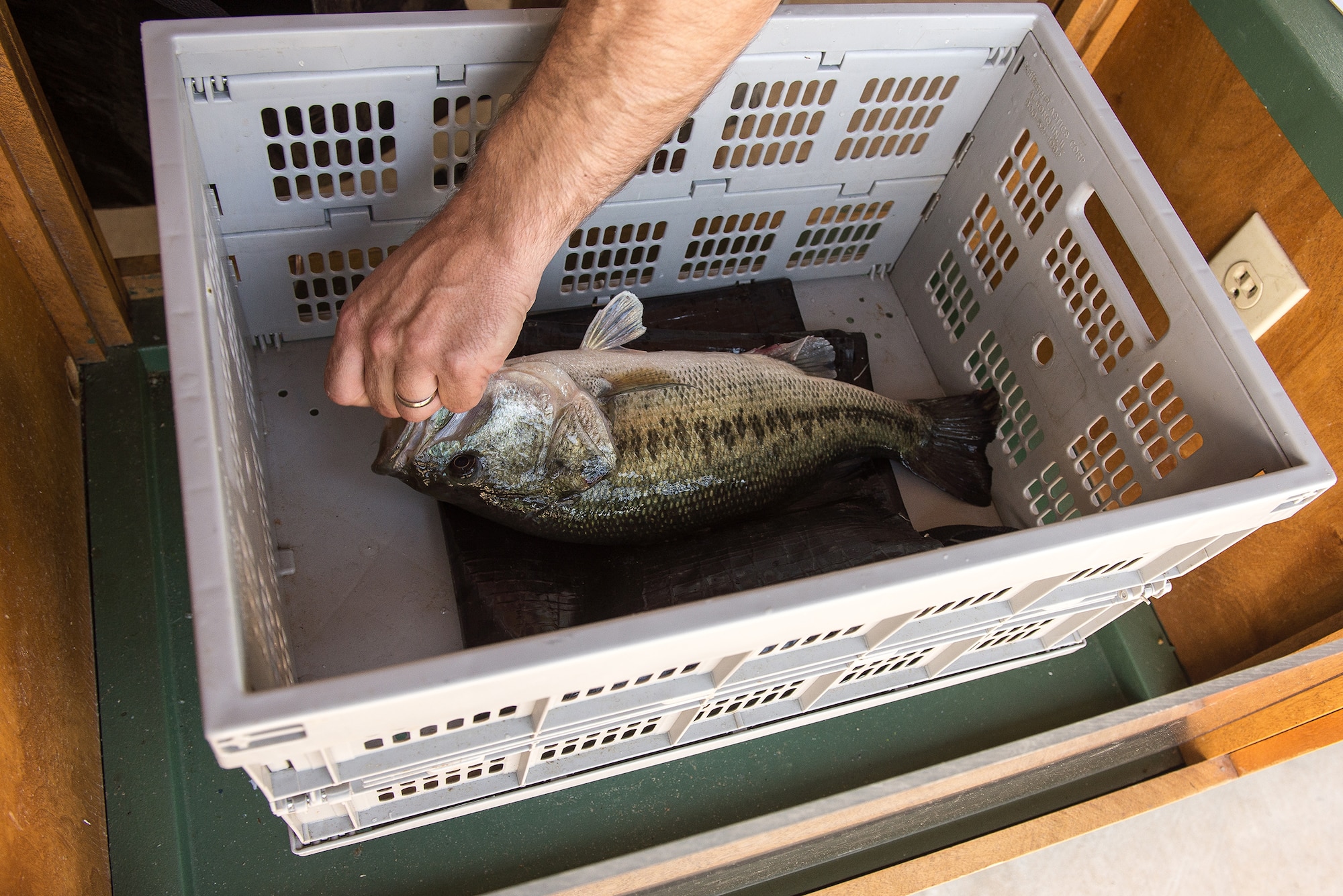 A bass is weighed at the conclusion of the first annual Wounded Warrior Project bass fishing tournament June 8, 2013 at Lake Dardanelle, Ark. The largest bass caught during the event weighed approximately 5 lbs. and was released safely back into the lake. (U.S. Air Force photo by Staff Sgt. Russ Scalf)