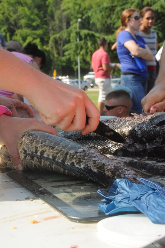 Fishermen and event volunteers cut up fish during the final hours of the Commander’s Snakehead Fishing Tournament aboard Marine Corps Base Quantico on June 8, 2013. Around 40 participants cast their lines during the 24-hour competition.