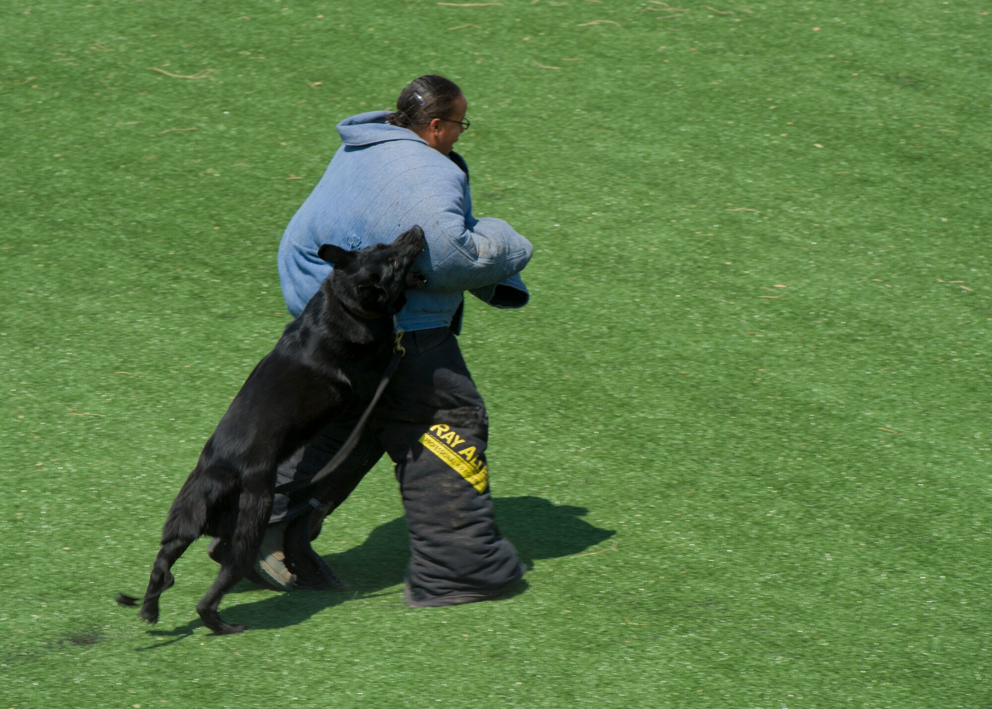 Staff Sgt. Krystle Draper, 49th Security Forces Squadron K-9 handler, is engaged by Military Working Dog Vulkan, during aggression training at Holloman Air Force Base, N.M., June 14. During aggression training, military working dogs practice taking down a decoy target played by another K-9 handler in preparation for the apprehension of an actual suspect. (U.S. Air Force photo by Airman 1st Class Aaron Montoya/Released)