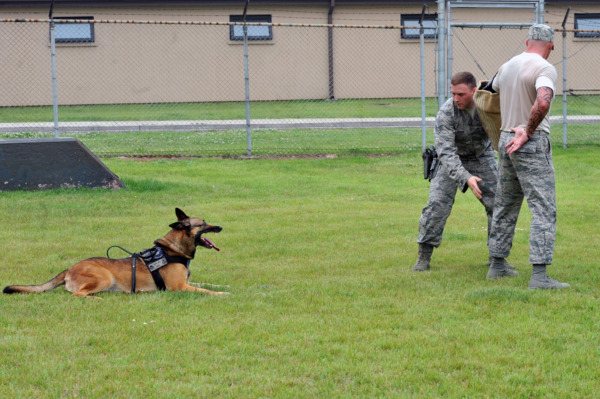 Photos Daily training keeps K9s sharp > Osan Air Base > Article Display