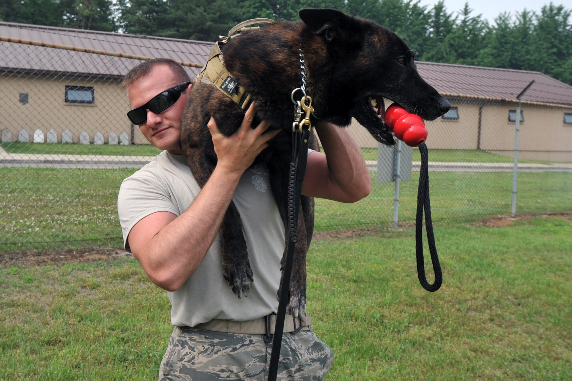 Staff Sgt. Matthew Zantene, 51st Security Forces Squadron military working dog handler, practices lifting his MWD, Robbie, as part of daily training at Osan Air Base, Republic of Korea, June 13, 2013. All handlers are required to be able to carry their MWDs in case their four-legged partner can’t walk on their own. (U.S. Air Force photo/Senior Airman Alexis Siekert)