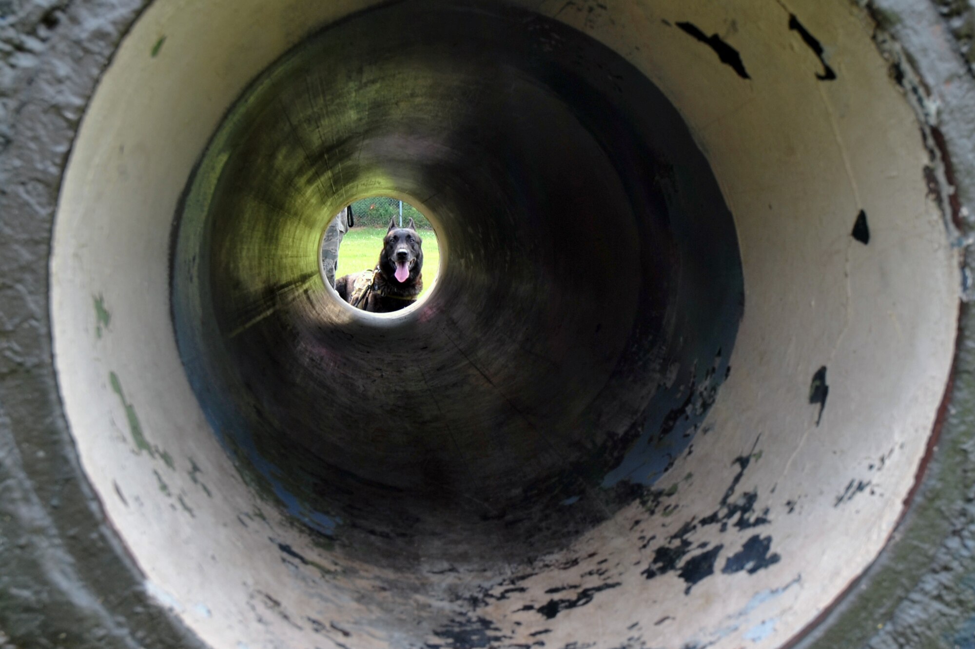 Military Working Dog Robbie prepares to run through a tunnel during his training time at Osan Air Base, Republic of Korea, June 13, 2013. The confidence course at the MWD kennel helps the dogs train with obstacles they could encounter during their daily lives. Some of the obstacles include tunnels, stairs, windows, hurdles and beams. (U.S. Air Force photo/Senior Airman Alexis Siekert)