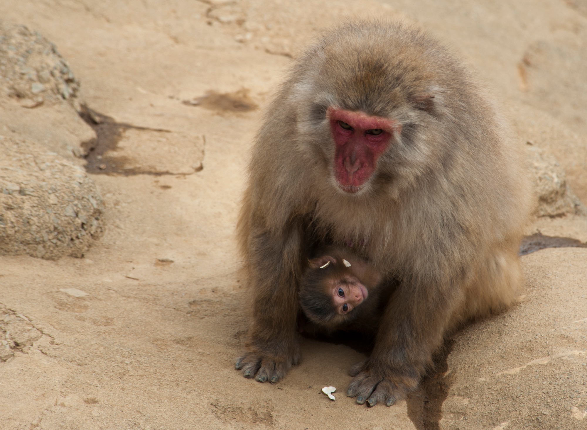MOUNT TAKAO, Japan -- A parent monkey guards its kin at the monkey park at Mt. Takao June 10, 2013. The park houses a community of roughly 50 monkeys. (U.S. Air Force photo by Senior Airman Michael Washburn/released)