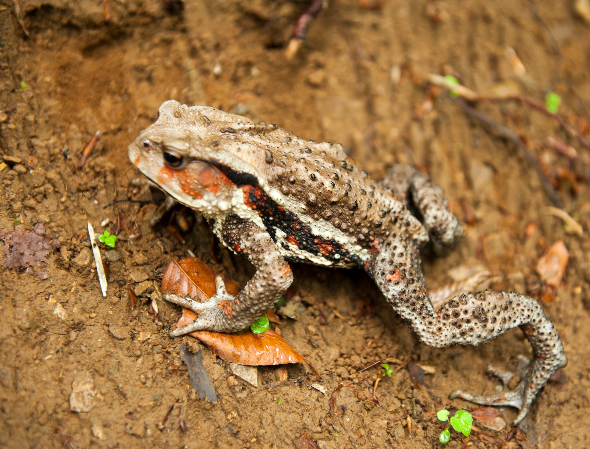 MOUNT TAKAO, Japan  -- A Japanese toad crawls along the dirt at Mt. Takao June 10, 2013. Mt. Takao is teeming with wildlife, with more than 1,200 species of plants and a wide variety of animals and insects. (U.S. Air Force by Senior Airman Michael Washburn/released)