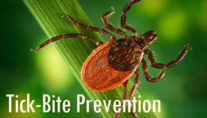As Service members begin to spend more time outdoors this summer, chances of being exposed to ticks and tick-borne diseases also increase. Lyme disease cases continue to rise in Virginia, and the landscape on Joint Base Langley-Eustis is an especially prone area. (Courtesy graphic/Released)
