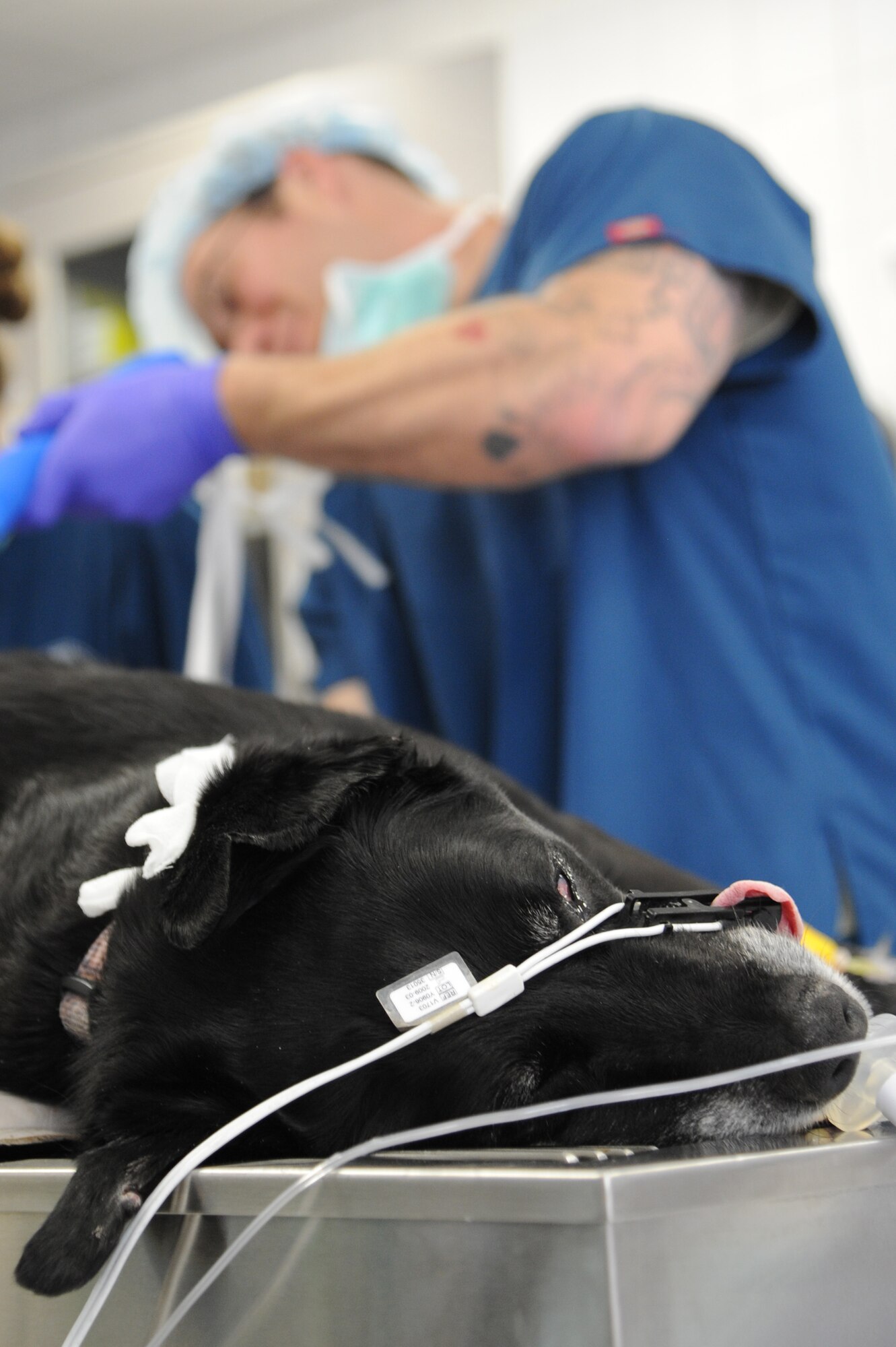 Spc. Matthew Huggett, Public Health Command District-Northern Europe, Dog Center Europe military working dog program Soldier in charge, shaves and cleans Duke’s leg before surgery, June 4, 2013, Pulaski Barracks. The vet clinic sees more than 40 clients a day and does more than 300 vaccinations in a month, making it the second busiest vet facility overseas. (U.S. Air Force photo/Airman 1st Class Hailey Haux)