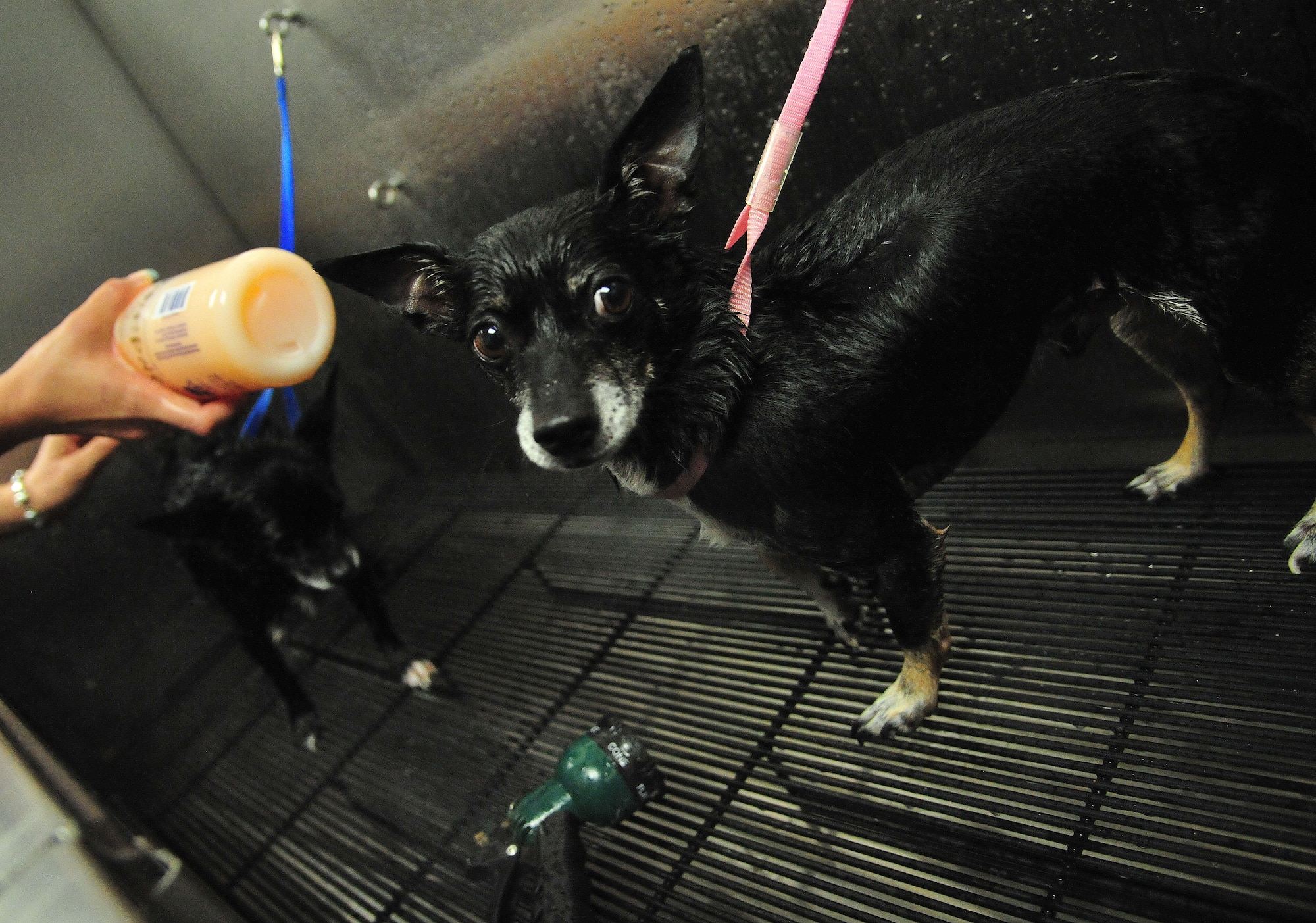 Pistol, a puppy Chihuahua, poses for the camera after receiving a bath inside Tanker Tails at Fairchild Air Force Base., Wash., June 13, 2013. Throughout June and July, the animal kennel has half off do-it-yourself dog and cat baths. This is the third time Tanker Tails has presented this bath deal to Team Fairchild since it first opened almost three years ago. For appointments, call Tanker Tails at (509)-247-4699. (U.S. Air Force photo by Senior Airman Earlandez Young/Released)