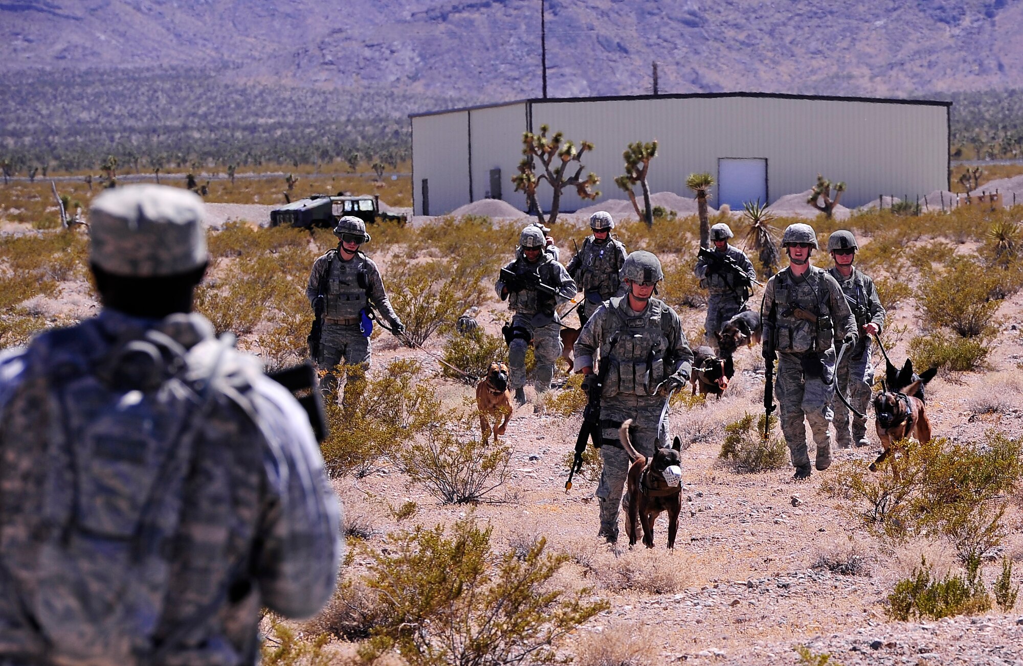 NEVADA TEST AND TRAINING RANGE, Nev.-- Military working dogs and their handlers assigned to the 99th Ground Combat Training Squadron make their way to a rally point after disembarking from an HH-60 Pave Hawk helicopter to conduct pre-deployment training outside of Las Vegas June 14, 2013.  Military working dogs and their handlers attend specific training at Silver Flag Alpha prior to attending the Base Security Operations Course, which ensures MWD teams are exposed to current enemy tactics, techniques and procedures and that they are certified on all aspects of their specialized role within the Integrated Defense Operations. (U.S. Air Force photo by Staff Sgt. D.H./Released)