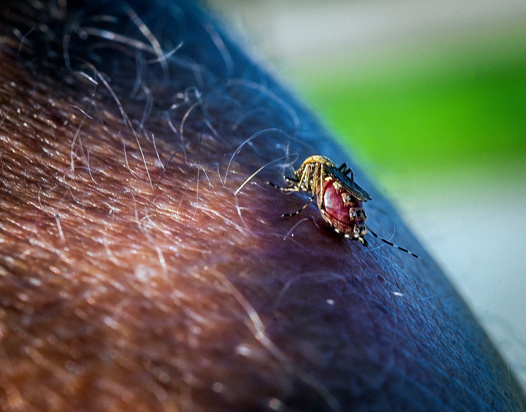 A female saltwater marsh mosquito draws blood from an individual June 15, 2013, at Joint Base Charleston – Weapons Station, S.C.  Only female mosquitos bite and once they are full they lay their eggs, multiplying the number of mosquitos in the area. Spraying for mosquitos was conducted over the JB Charleston – Weapons Station. (U.S. Air Force photo/ Senior Airman Dennis Sloan)