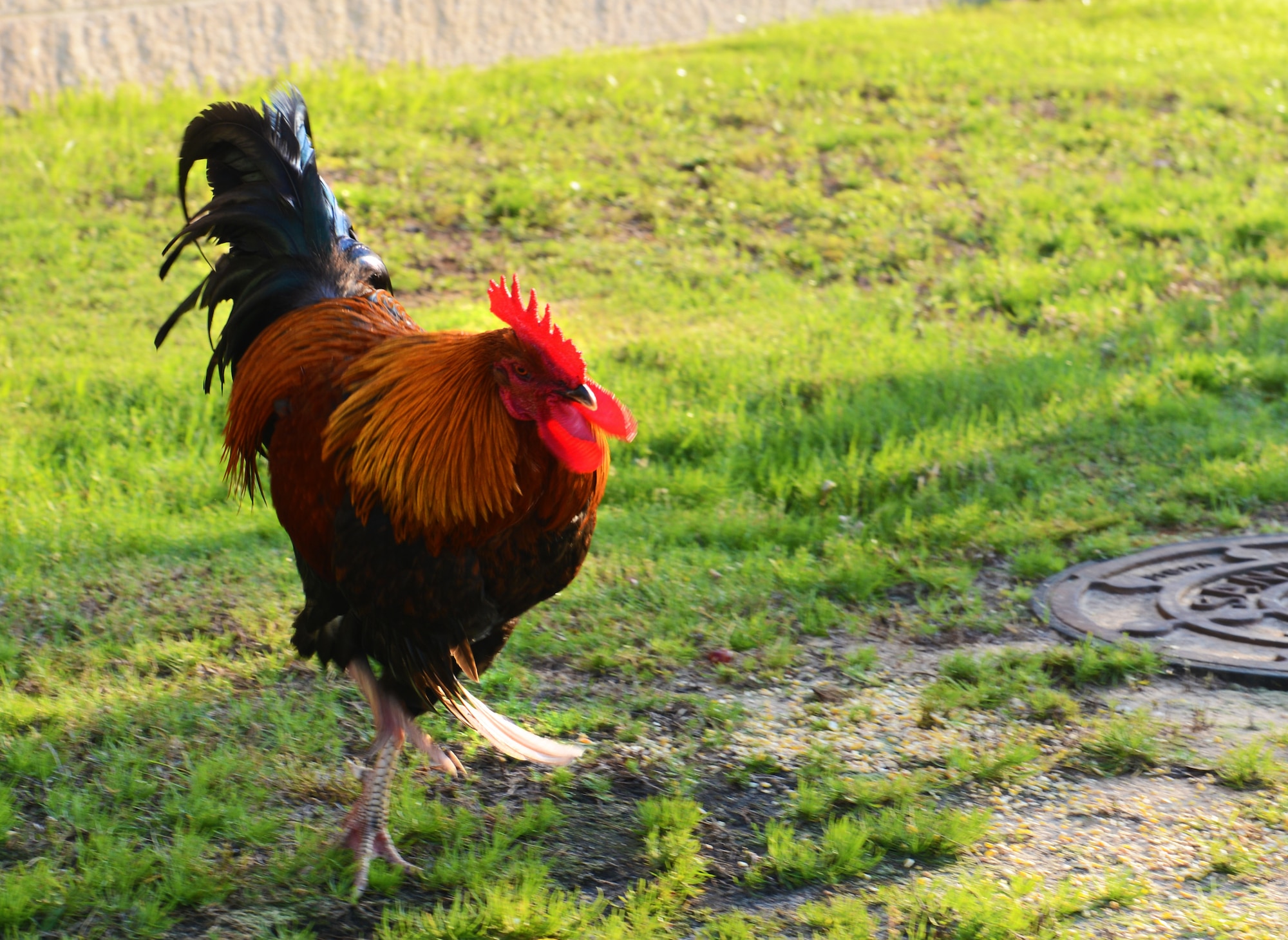 Bullet, the 20th Equipment Maintenance Squadron munitions flight or ammo flight rooster, drags his wing when intimidated, Shaw Air Force Base, S.C., June 12, 2013. Since 2003 a Gamecock mascot like bullet has been meandering around the entrance of the ammo area, guarding and welcoming ammo troops to work each morning while boosting morale at the units mascot. (U.S. Air Force photo by Senior Airman Tabatha Zarrella/Released)