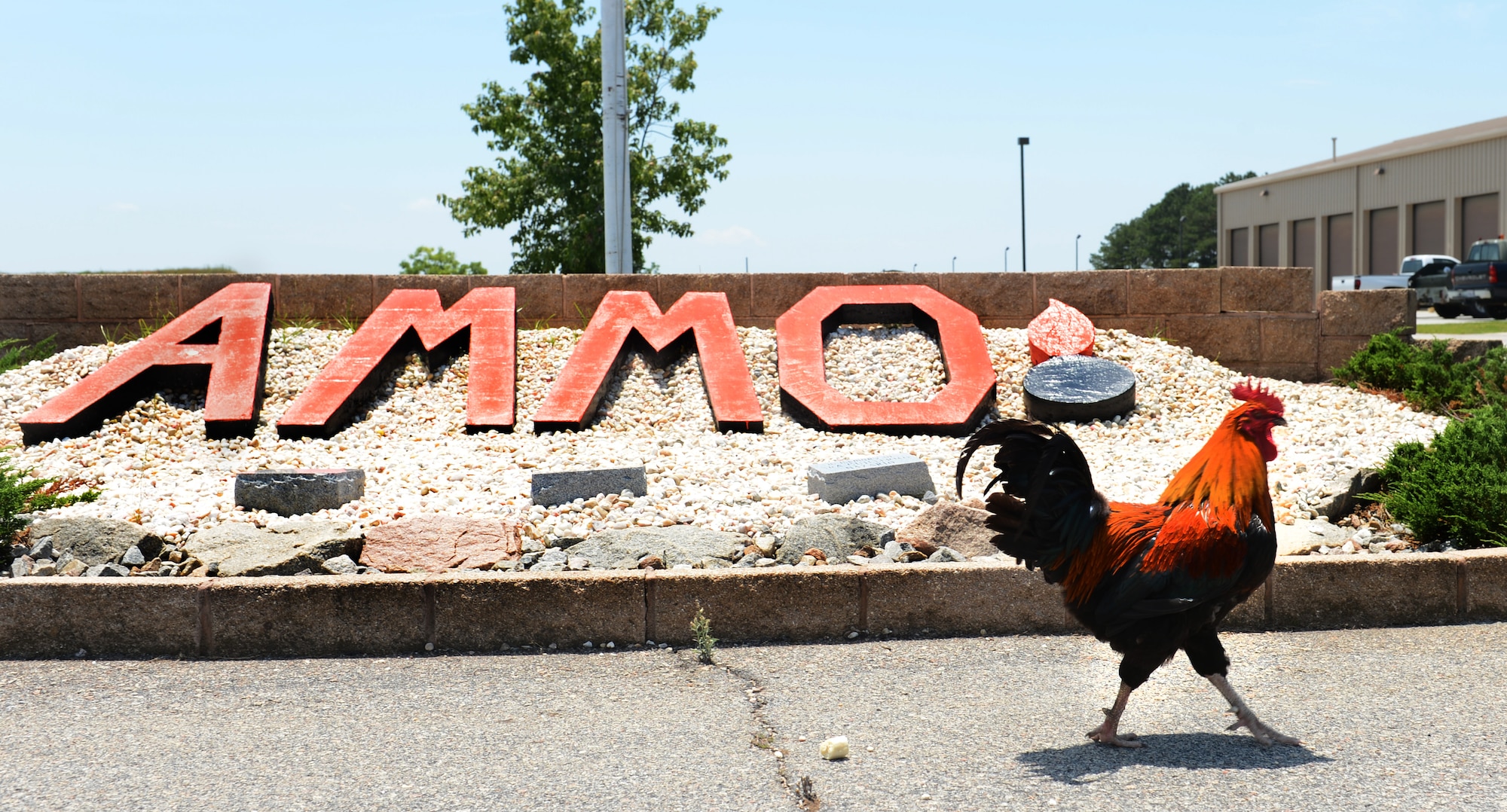 Bullet, the 20th Equipment Maintenance Squadron munitions flight or ammo flight rooster, walks around inside the ammo yard security gates at Shaw Air Force Base, S.C., June 12, 2013. Since 2003 a Gamecock mascot like bullet has been meandering around the entrance of the ammo area, guarding and welcoming ammo troops to work each morning while boosting morale at the units mascot. (U.S. Air Force photo by Senior Airman Tabatha Zarrella/Released))