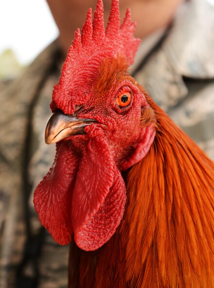 Bullet, the 20th Equipment Maintenance Squadron munitions flight or ammo flight rooster, is held up by an Airmen assigned to the ammo flight for a photo as Shaw Air Force Base, S.C., June 12, 2013. Since 2003 a Gamecock mascot like bullet has been meandering around the entrance of the ammo area, guarding and welcoming ammo troops to work each morning while boosting morale at the units mascot. (U.S. Air Force photo by Senior Airman Tabatha Zarrella/Released)