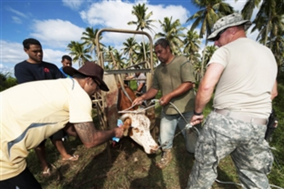 U.S. Army Capt. David Mcknight, a veterinarian, helps hold a cow as it receives a tag at Tupou College during Pacific Partnership 2013, a mission in Toloa, Tonga, June 14, 2013. The mission brings together host governments, the U.S. military, partner nation militaries and nongovernmental organization volunteers to prepare for disasters and build relationships in the Indo-Asia-Pacific region.