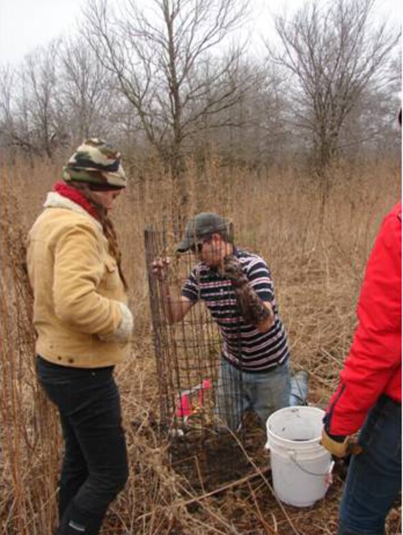 In December 2012, during a mitigation planting in Dallas, Texas, UTN graduate student Aaron Schad installs an enclosure to protect a red mulberry from herbivores, while UTN student intern Marinda Griffin observes.