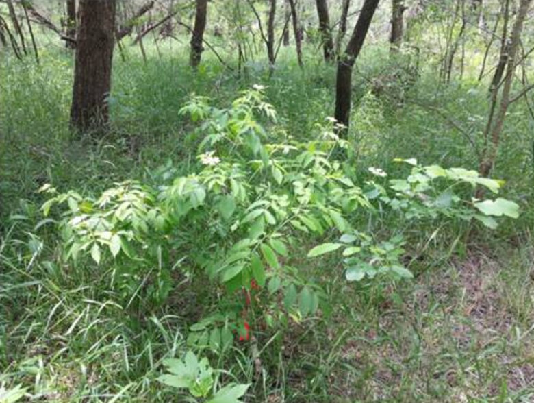 Common elderberry planted and flowering as part of the Dallas Floodway mitigation project assisted by LAERF scientists.