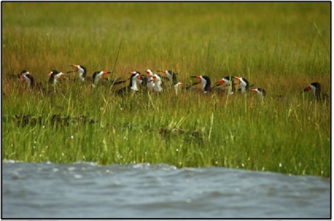 Valuable habitats on Mordecai Island provide breeding, foraging, nesting and resting areas for many species of migratory birds, including shorebirds, wading birds, raptors and waterfowl. Mordecai Island is home to the largest nesting colony of black skimmers in Barnegat Bay (shown in photo). 
