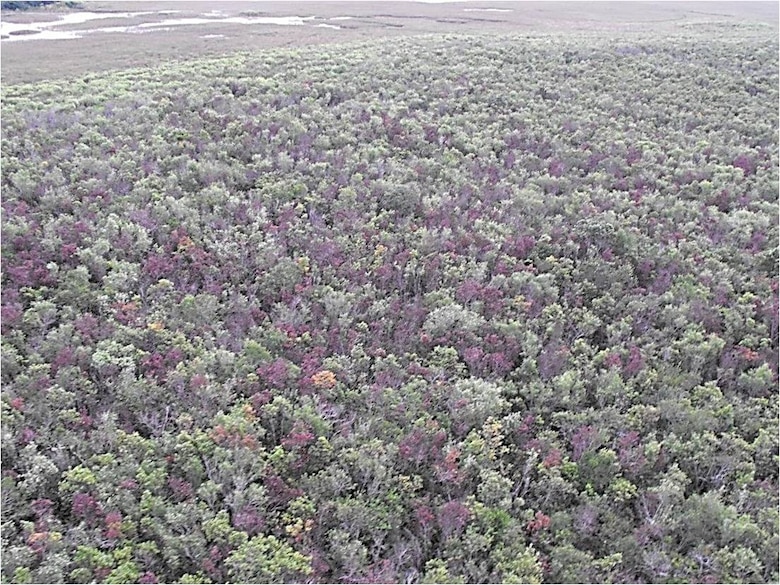 A survey of laurel wilt damage to swampbays in an Everglades tree island. 