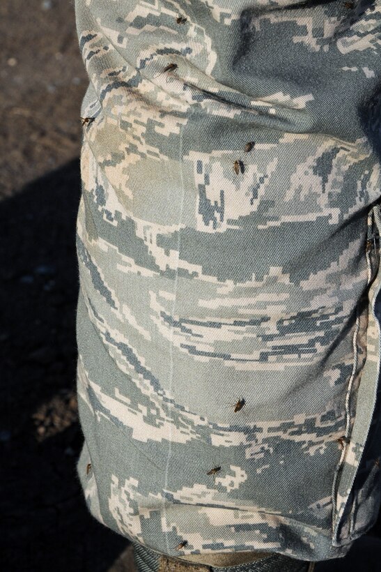 130615-F-MJ178-001
Joint Base Charleston – Weapons Station, S.C. – Numerous saltwater marsh mosquito cover the leg of an individual’s Airman Battle Uniform near an area known as the spoils site here, June 15, 2013. Only female mosquitoes bite and once they are full, they lay their eggs, multiplying the number of mosquitos in the area. The 30-acre spoils site is known to produce approximately 40-million mosquitoes per acre, or 1.2 billion of the pest insects, annually. The Air Force Reserve’s 910th Airlift Wing Aerial Spray Unit, based at Youngstown Air Reserve Station Ohio, conducted spraying operations here, June 15, 2013 to control the population of the disease-carrying pest insects at the installation. The 910th’s 757th Airlift Squadron is home to the Department of Defense’s only large-area, fixed-wing aerial spray capability. U.S. Air Force photo by Tech. Sgt. Rick Lisum.
