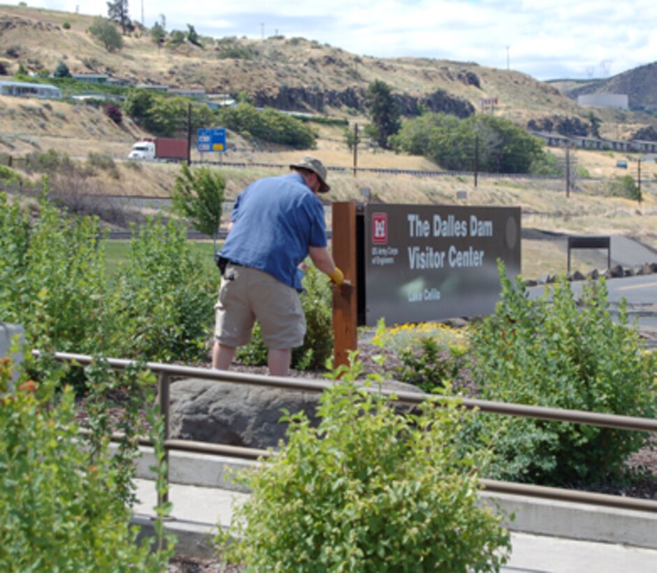 On June 12, 42 volunteers from Google worked on service projects at The Dalles Dam Visitor Center, Seufert Park and Patterson Park. The Googlers provided a total of 129 hours of labor, yielding more than $2,856 in savings to the U.S. Army Corps of Engineers. Park rangers and volunteers worked on painting guardrails and signposts; improving trails, draining Patterson Pond and scooping silt out; removing brush and debris; planting 37 native plants around the visitor center; and trimming and pulling weeds. Their hard work helped to beautify our parks, and allowed us to catch up on a backlog of maintenance items. Thank you, volunteers!