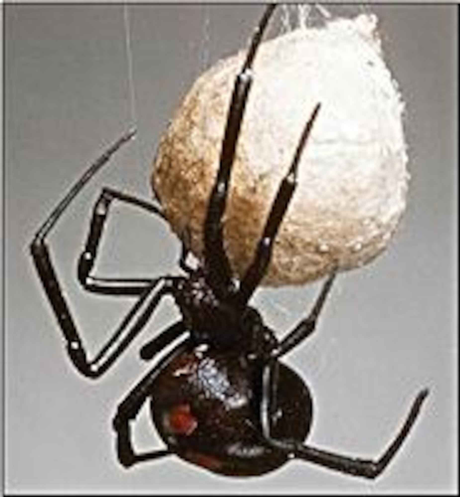 Black widow spider. (Courtesy photo)