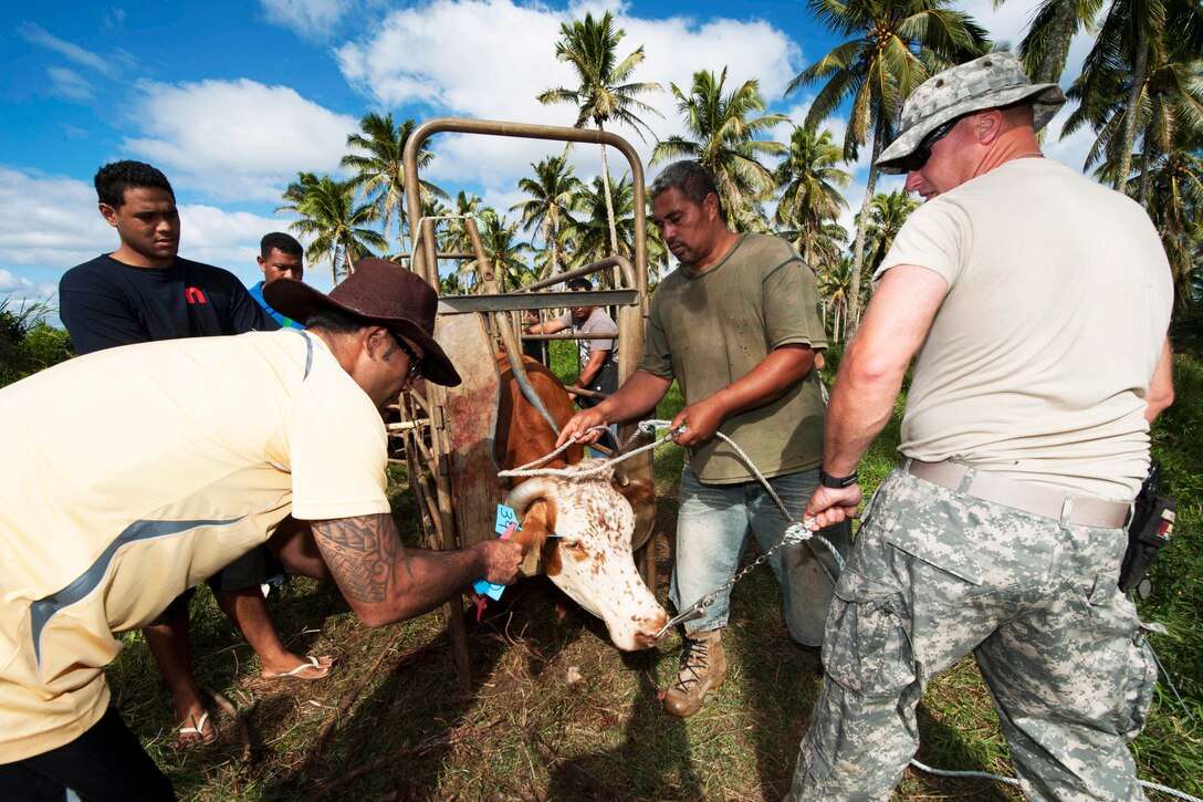 U.S. Army Capt. David Mcknight, a veterinarian, helps hold a cow as it receives a tag at Tupou College during Pacific Partnership 2013, a mission in Toloa, Tonga, June 14, 2013. The mission brings together host governments, the U.S. military, partner militaries and nongovernmental organization volunteers to prepare for disasters and build relationships in the Indo-Asia-Pacific region.