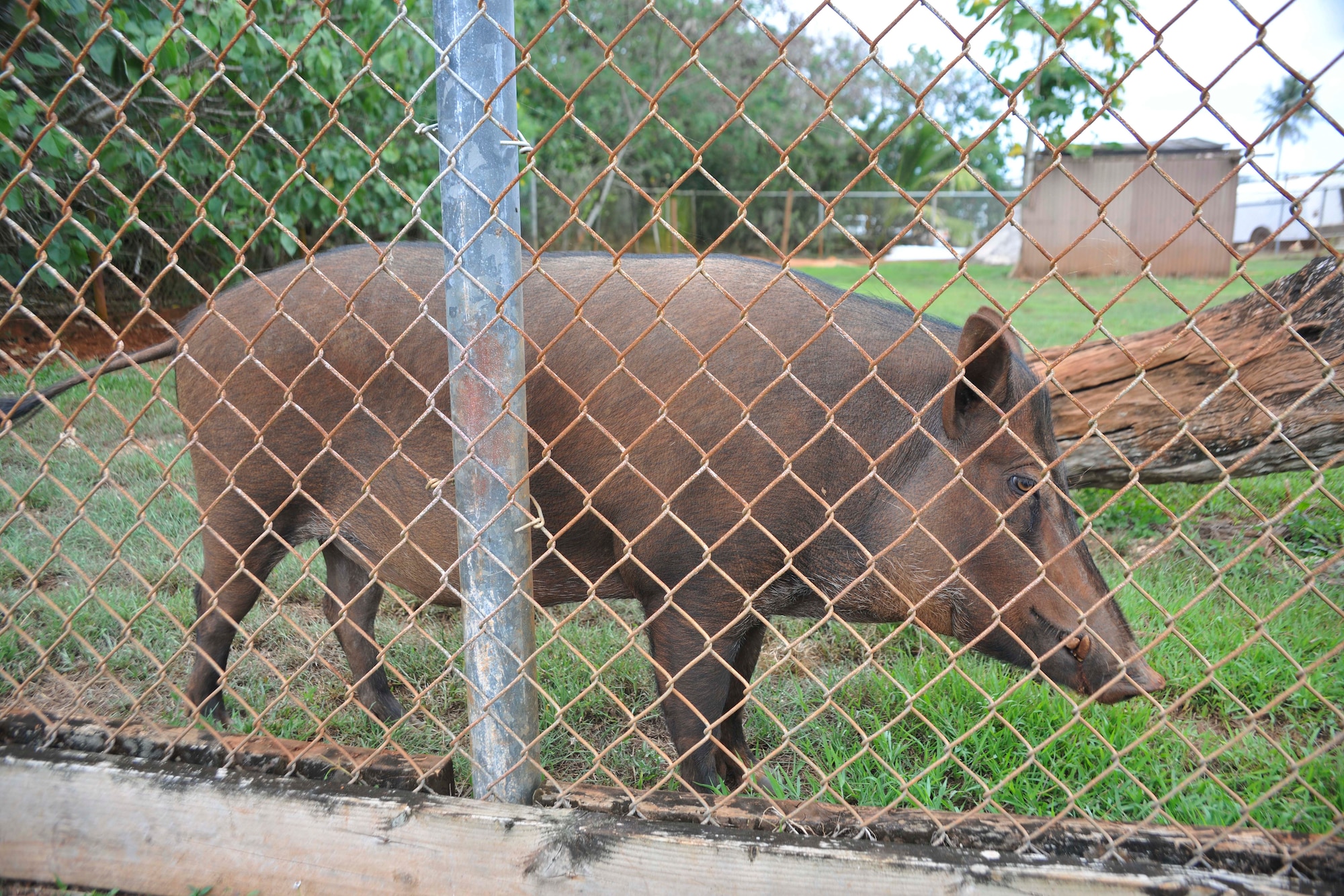 Shakey the Pig, the 36th Munitions Squadron mascot, wanders around his cage on Andersen Air Force Base, Guam, June 21, 2013.  The original mascot of the 36th MUNS was found in 1957 when a couple of Airmen caught him as a piglet. The current Shakey has been the mascot for three years. (U.S. Air Force photo by Senior Airman Robert Hicks/Released)