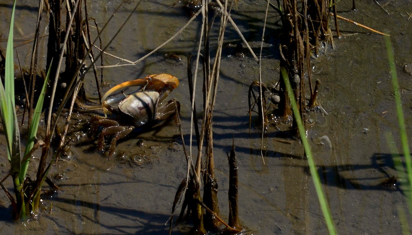 Fiddler crabs make their homes in muddy marshes near the nature trail at Langley Air Force Base, Va. These marshes buffer the eroding waters to prevent damage to other habitats. (U.S. Air Force photo by Airman 1st Class Austin Harvill/Released)