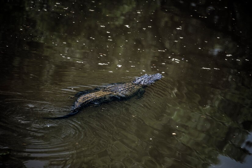 Charlie’s better half, who recently gave birth to eight baby alligators, swims in a pond June 24, 2013 at Charlie’s Place on JB Charleston – Weapons Station. Charlie and his family have been military residents since the early 1960’s at what was once the U.S. Army Ordnance Depot, which later became the Naval Weapons Station, and is now JB Charleston – Weapons Station. (U.S. Air Force photo/Senior Airman Dennis Sloan) 