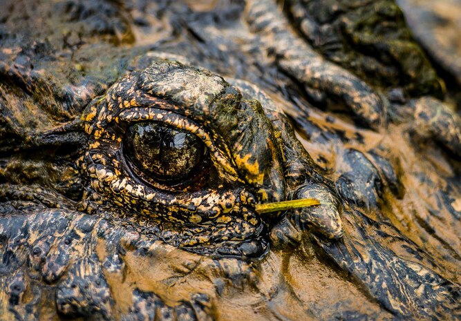 Charlie, the Joint Base Charleston - Weapons Station twelve foot one inch 600-pound alligator, stares into the camera June 24, 2013 at Charlie’s Place on JB Charleston – Weapons Station. Charlie and his family have been military residents since the early 1960’s at what was once the U.S. Army Ordnance Depot, which later became the Naval Weapons Station, and is now JB Charleston – Weapons Station. (U.S. Air Force photo/Senior Airman Dennis Sloan) 