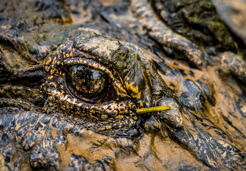 Charlie, the Joint Base Charleston - Weapons Station twelve foot one inch 600-pound alligator, stares into the camera June 24, 2013 at Charlie’s Place on JB Charleston – Weapons Station. Charlie and his family have been military residents since the early 1960’s at what was once the U.S. Army Ordnance Depot, which later became the Naval Weapons Station, and is now JB Charleston – Weapons Station. (U.S. Air Force photo/Senior Airman Dennis Sloan) 