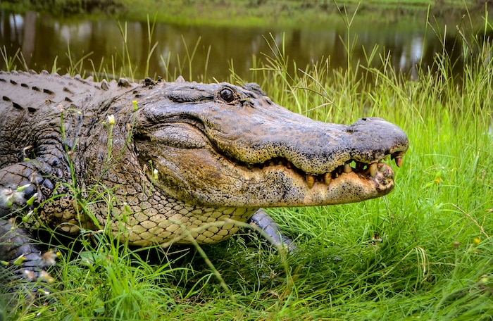 Charlie, the Joint Base Charleston - Weapons Station twelve foot one inch 600-pound alligator, smiles for the camera June 24, 2013 at Charlie’s Place on JB Charleston – Weapons Station. Charlie and his family have been military residents since the early 1960’s at what was once the U.S. Army Ordnance Depot, which later became the Naval Weapons Station, and is now JB Charleston – Weapons Station. (U.S. Air Force photo/Senior Airman Jared Trimarchi) 
