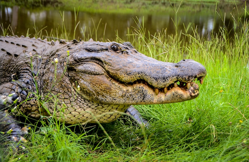 Charlie, the Joint Base Charleston - Weapons Station twelve foot one inch 600-pound alligator, smiles for the camera June 24, 2013 at Charlie’s Place on JB Charleston – Weapons Station. Charlie and his family have been military residents since the early 1960’s at what was once the U.S. Army Ordnance Depot, which later became the Naval Weapons Station, and is now JB Charleston – Weapons Station. (U.S. Air Force photo/Senior Airman Jared Trimarchi) 