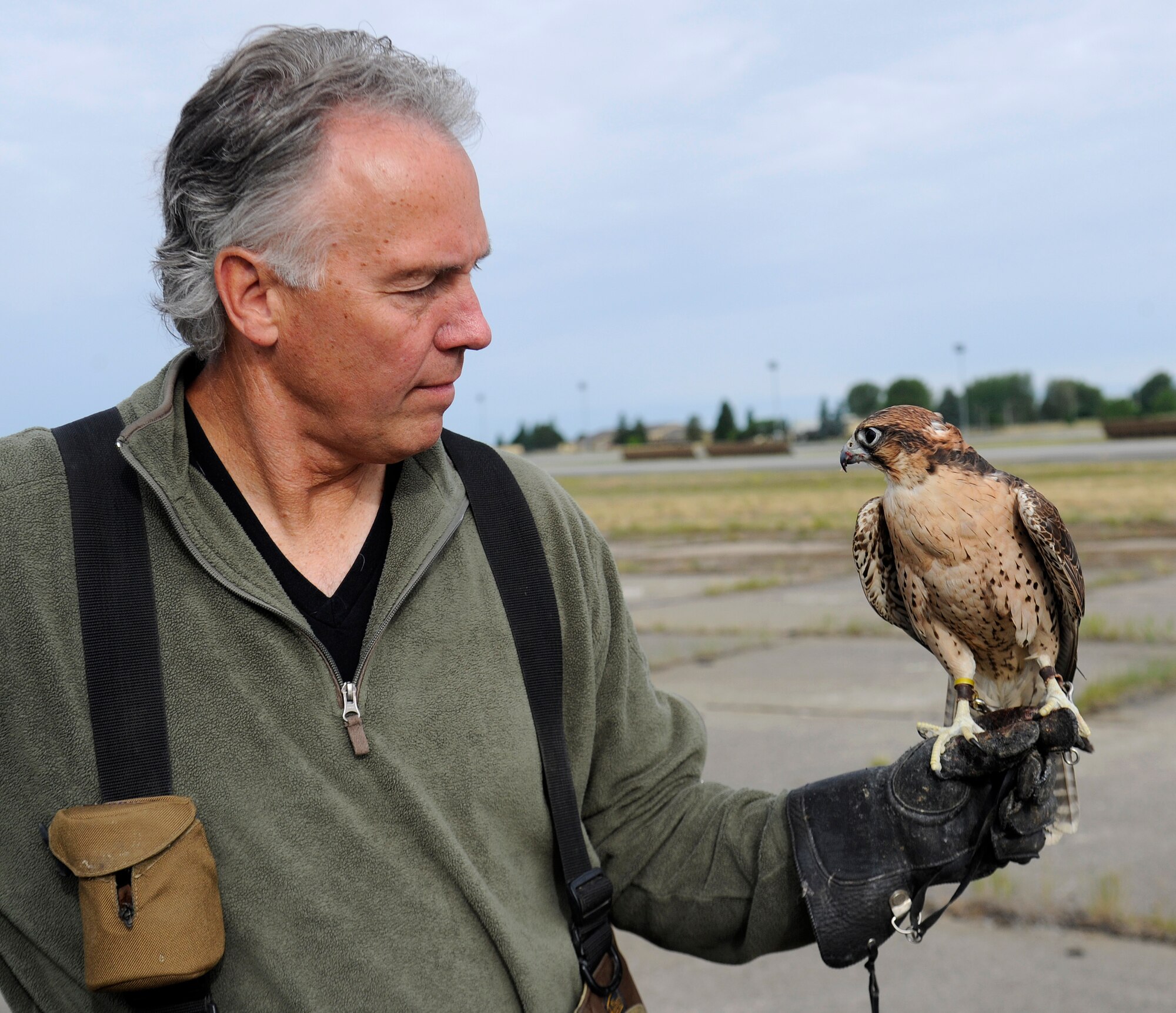 Skype, a falcon used to help remove wildlife from the flightline perches on his handlers hand, Dave Knutson, Fairchild’s falconer, after clearing the area of other birds at Fairchild Air Force , Wash., June 26 2013. (U.S. Air Force photo by Airman 1st Class Ryan Zeski/Released)