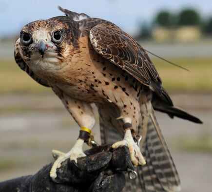 Skype, a falcon used to help remove wildlife from the flightline perches on his handlers hand, Dave Knutson, Fairchild’s falconer, after clearing the area of other birds at Fairchild Air Force , Wash., June 26, 2013. Releasing the falcon in the area increases the number of natural predators. (U.S. Air Force photo/Airman 1st Class Ryan Zeski)