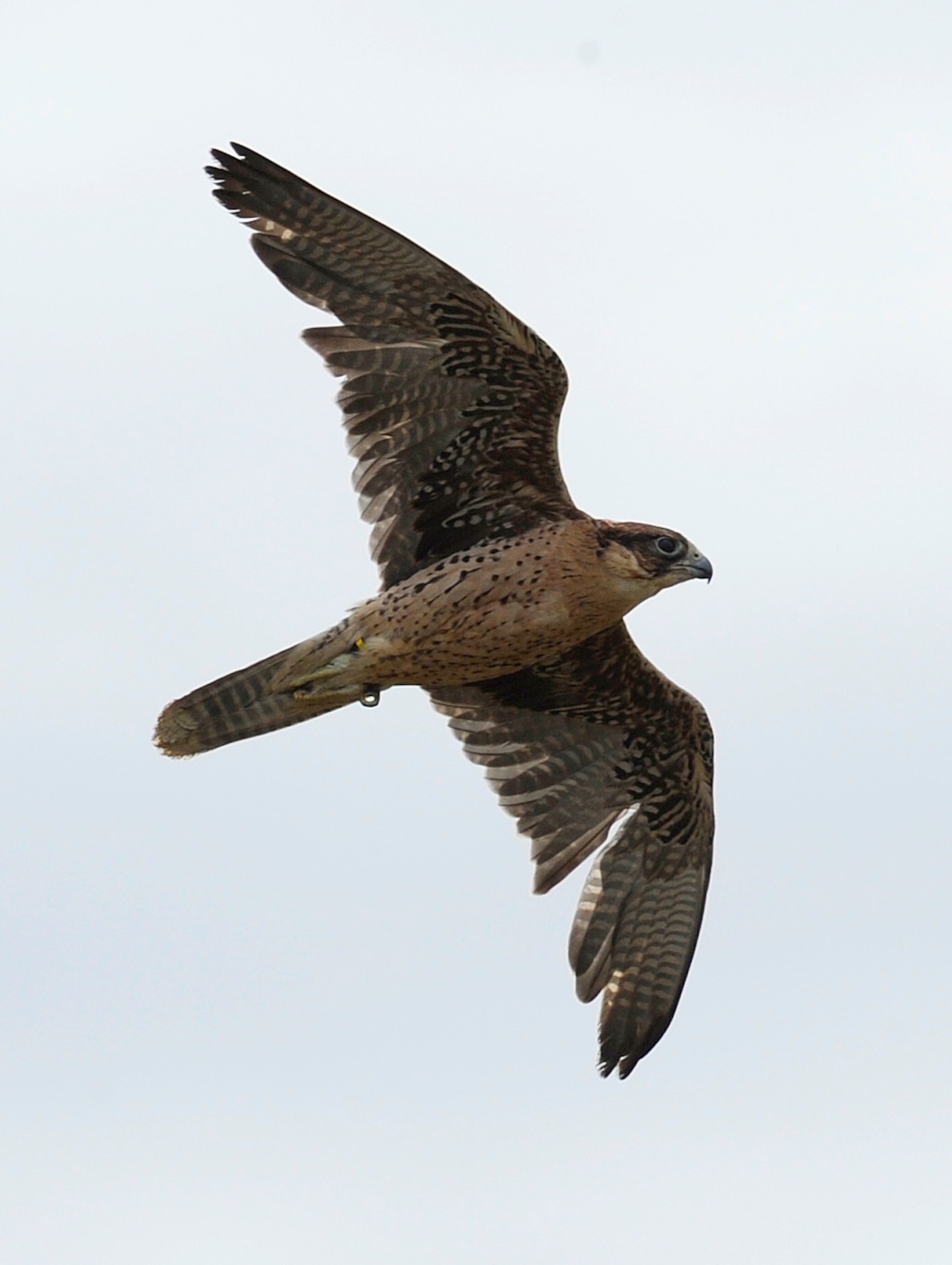 Skype, a falcon used to help remove wildlife from the flightline scans the area for other birds at Fairchild Air Force Base, Wash., June 26 2013. Releasing the falcon in the area increases the number of natural predators. Other birds can sense this and it will cause them to leave. (U.S. Air Force photo by Airman 1st Class Ryan Zeski/Released)