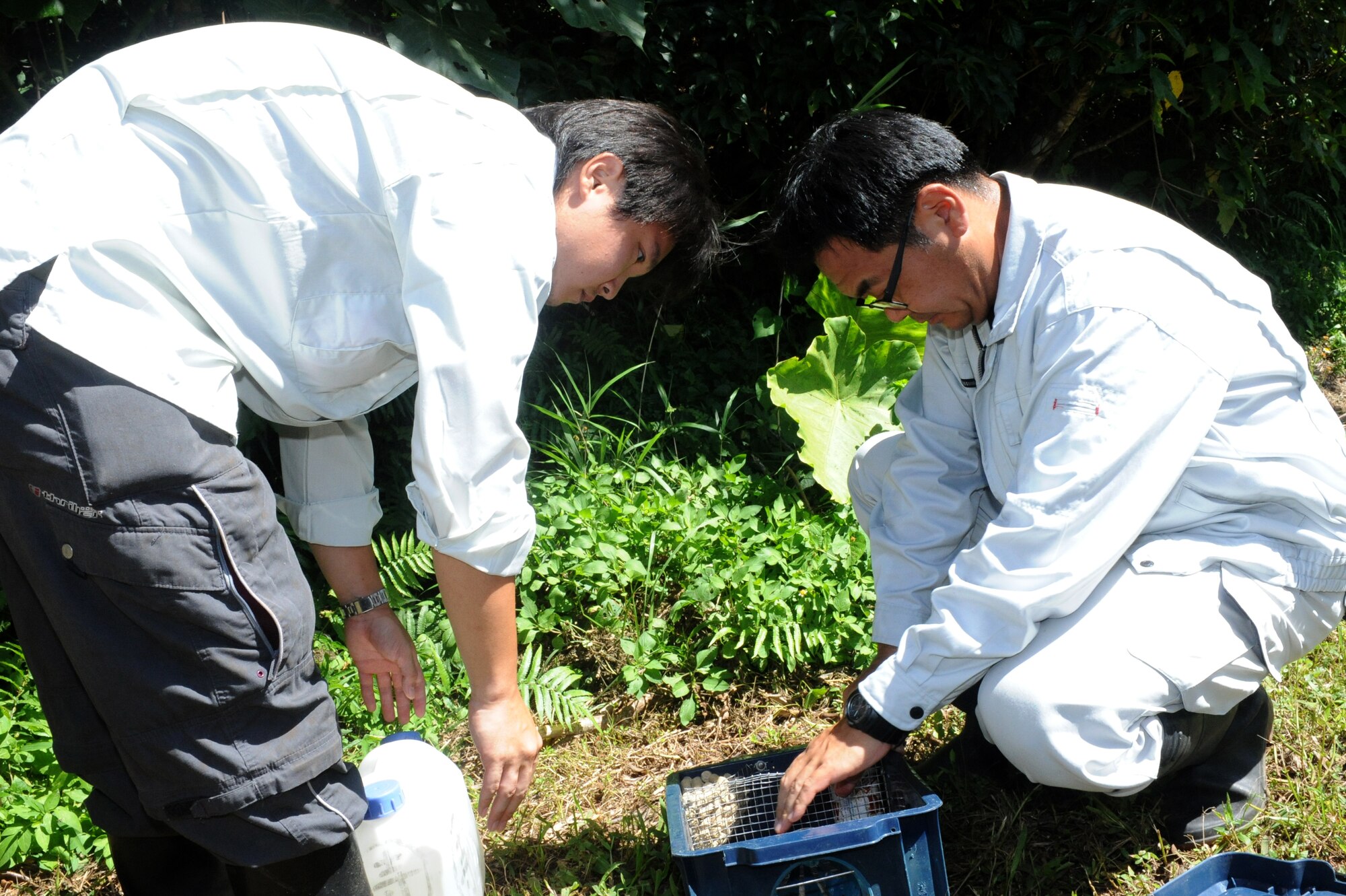 Koki Terada, Okinawa Prefectural Government Institute of Health and Environment lab researcher, and Tomoyuki Okumura, Okinawa Prefectural Government Institute of Health and Environment lab research assistant, adjust a snake trap on Kadena Air Base, Japan, June 25, 2013. The researchers placed approximately 49 snake traps within the 18th Munitions Squadron storage area to catch various habu species. (U.S. Air Force photo by Airman 1st Class Hailey R. Davis/Released)