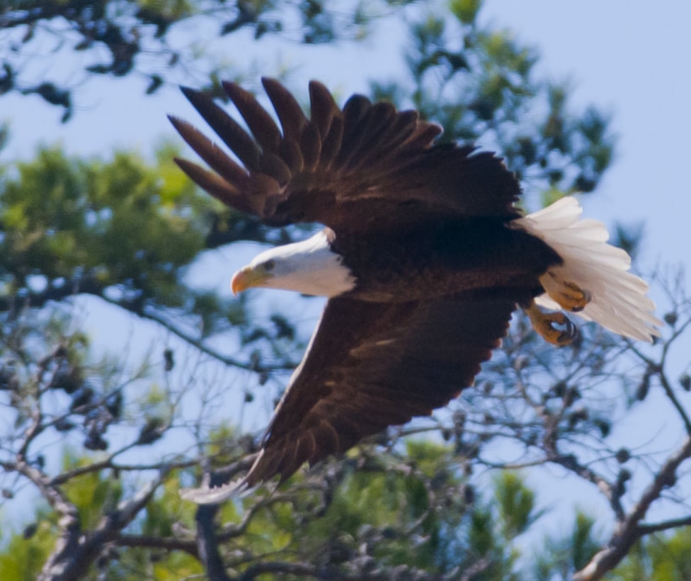 Eagle over Lake Ouachita, by Dan Valovich